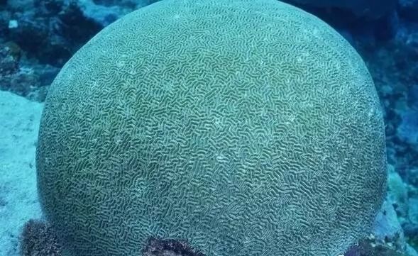 德國人又火了！奧迪將應用球形輪胎！