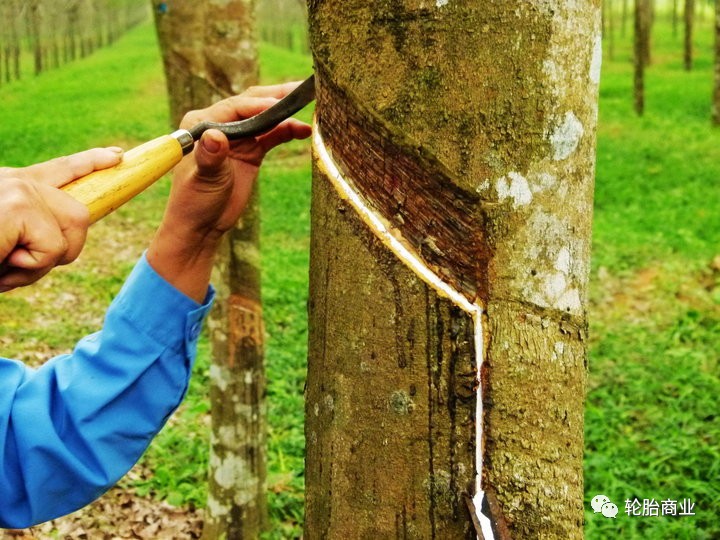 橡膠價格低迷苦不堪言，膠農急眼了