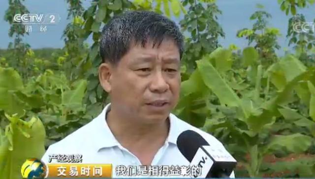 天然橡膠價格近腰斬 壯年高產橡膠樹遭棄割