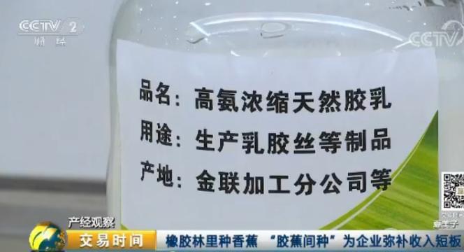 天然橡膠價格近腰斬 壯年高產橡膠樹遭棄割