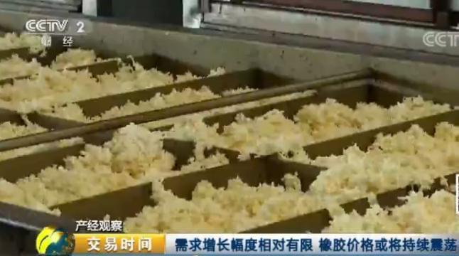 天然橡膠價格近腰斬 壯年高產橡膠樹遭棄割