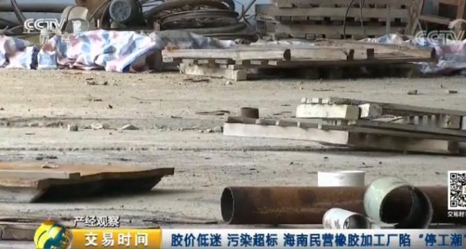 天然橡膠價格近腰斬 壯年高產橡膠樹遭棄割