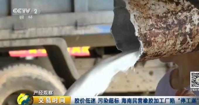 天然橡膠價格近腰斬 壯年高產橡膠樹遭棄割