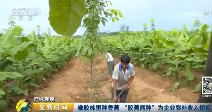 天然橡膠價格近腰斬 壯年高產橡膠樹遭棄割