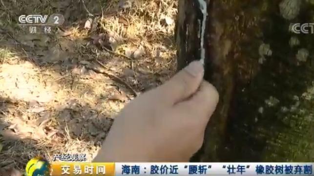 天然橡膠價格近腰斬 壯年高產橡膠樹遭棄割