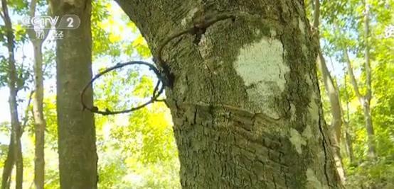 天然橡膠價格近腰斬 壯年高產橡膠樹遭棄割