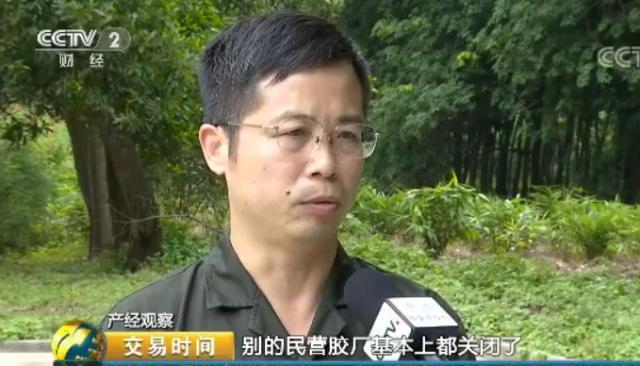 天然橡膠價格近腰斬 壯年高產橡膠樹遭棄割