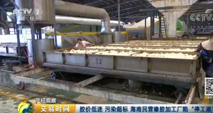 天然橡膠價格近腰斬 壯年高產橡膠樹遭棄割