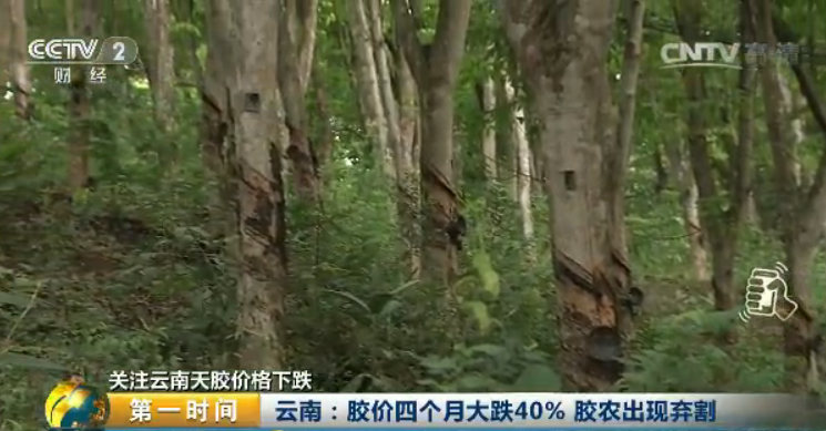 天然橡膠現大幅跳水！四個月價格大跌40% 膠農棄割