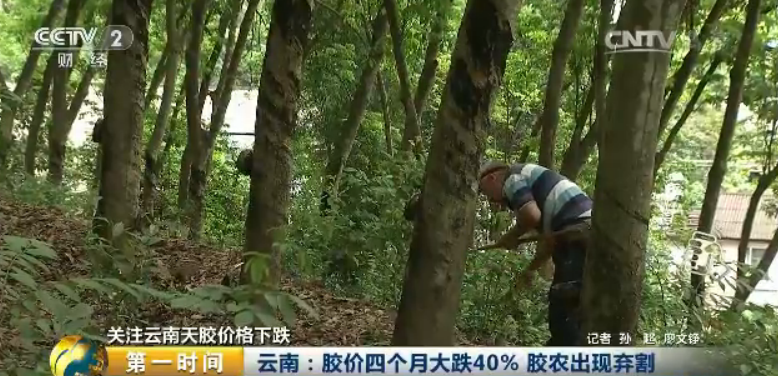 而如今也正是我國天然橡膠的開割期，膠價低迷，挫傷了膠農的積極性，在我國天然橡膠的主產區云南省開端呈現了膠農棄割的現象。早上六點，在云南省西雙版納一片橡膠林，記者見到了正在割膠的段賽友，從凌晨四點開端，他就進了林子，只管清早比較涼爽，但間斷兩個小時的勞動，已經讓他汗流浹背。不過與身體上的操勞相比，他更在意的，是近來不時下跌的天膠價格。
