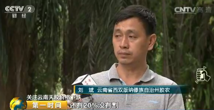 云南省西雙版納傣族自治州膠農 劉斌：對。找不到工人，工價太低，請不到。低迷的價格也反映在收購環節。在云南省最大的一家橡膠消費企業，負責人告訴記者，企業下屬的25個橡膠加工廠，如今每天只能收300多噸原料膠水，大概相當于往年同期的一半，收購價短少吸引力是當中最主要的起因。