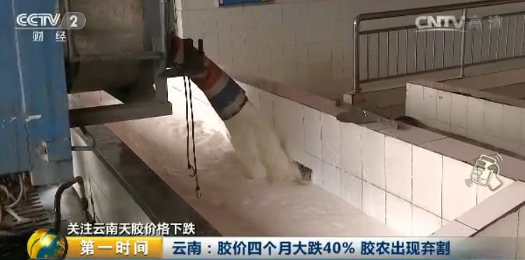 云南農墾集團西雙版納景陽橡膠有限責任公司總經理 鄧文華：這兩天收膠的價格根本上在一萬二每噸左右，這個價格是比較低的。前幾年在三萬四萬的時候，整個膠農的割膠積極性很高。