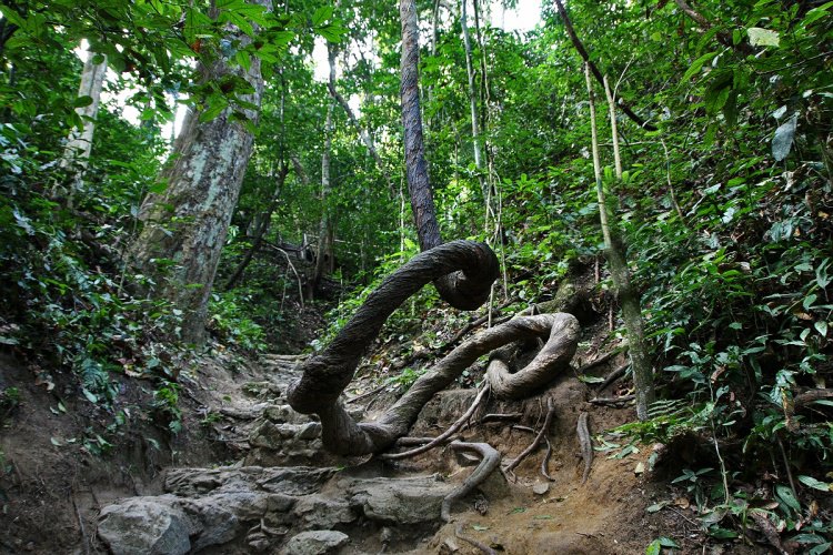 水袋氣囊 景洪啟動橡膠林熱帶雨林恢復改造工程