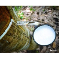 官員呼吁：膠農勿急售，避免膠價進一步下滑